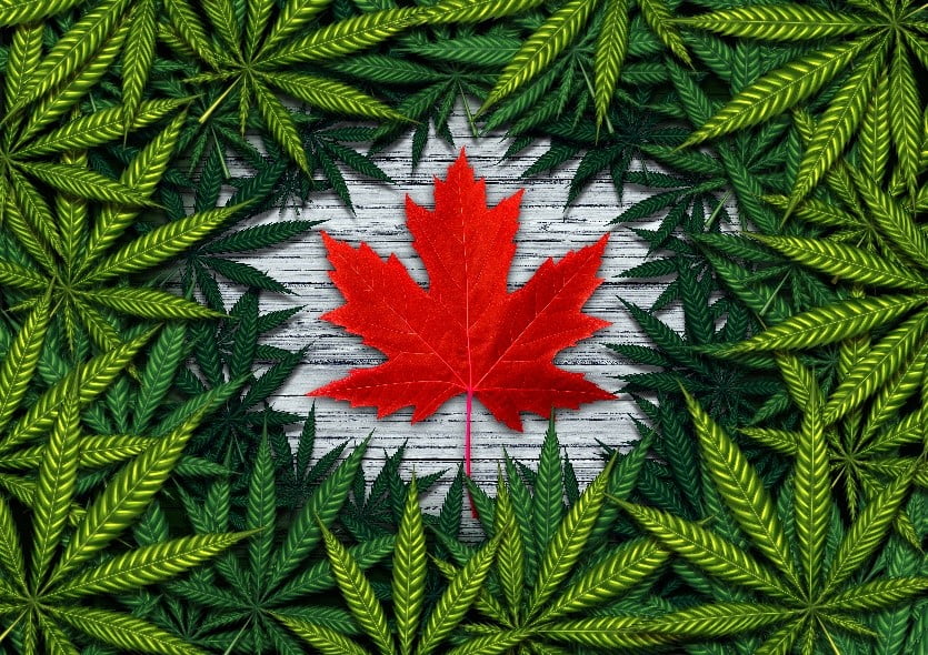 Marijuana leaves surrounding Canadian maple leaf